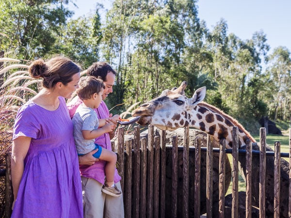 a family petting a giraffe in Australia Zoo