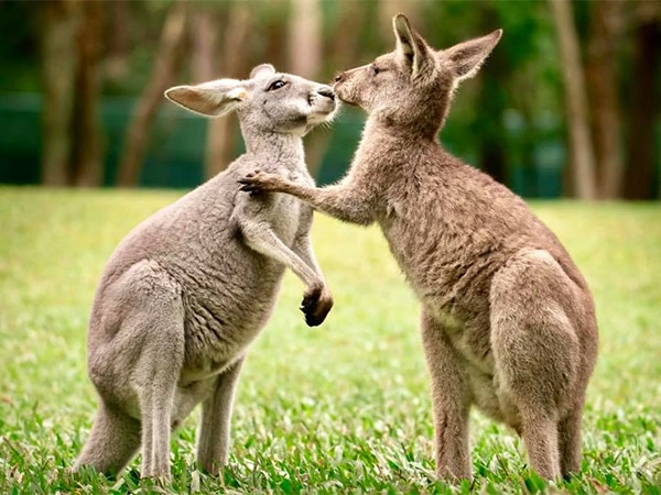 Australia Zoo