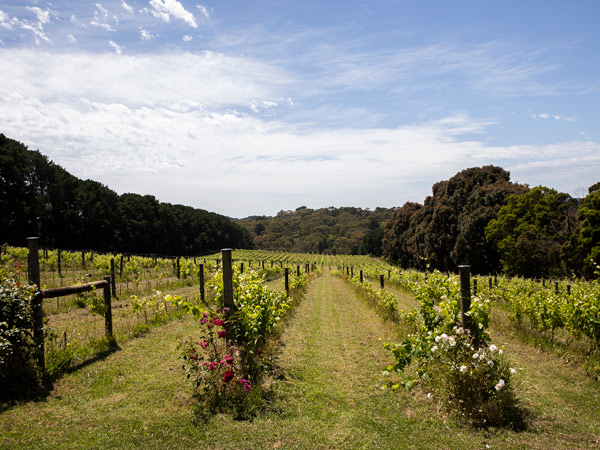 the vineyard at Avani Wines