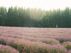 Bridestowe Lavender Farm