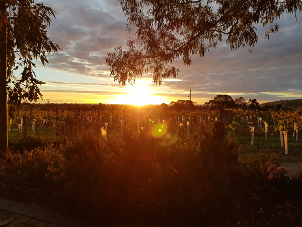 Hinkinbotham of Dromana vineyard at sunset