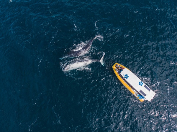 Aerial shot of whale and boat at Noosa Wave Boating Adventures