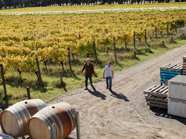 two men walking along the vineyard at Quealy, Mornington Peninsula