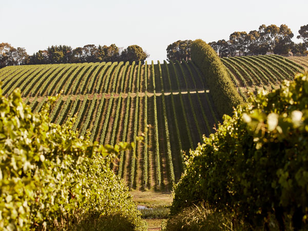 the lush vineyard at Red Hill Estate, Mornington Peninsula