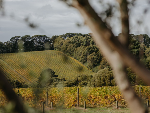 a scenic view of the T’Gallant Vineyard, Mornington Peninsula