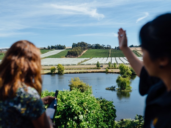 Looking out over Josef Chromy Wines Vineyard.