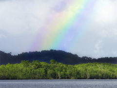 How to visit Palm Cove during the wet season