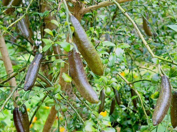 finger limes