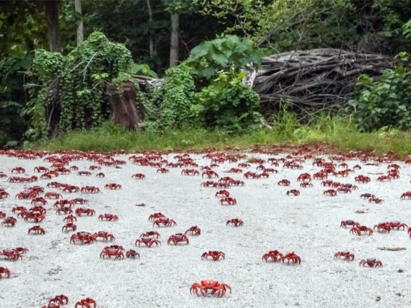 What it's like to live on Christmas Island