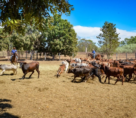 Bullo River Station, NT