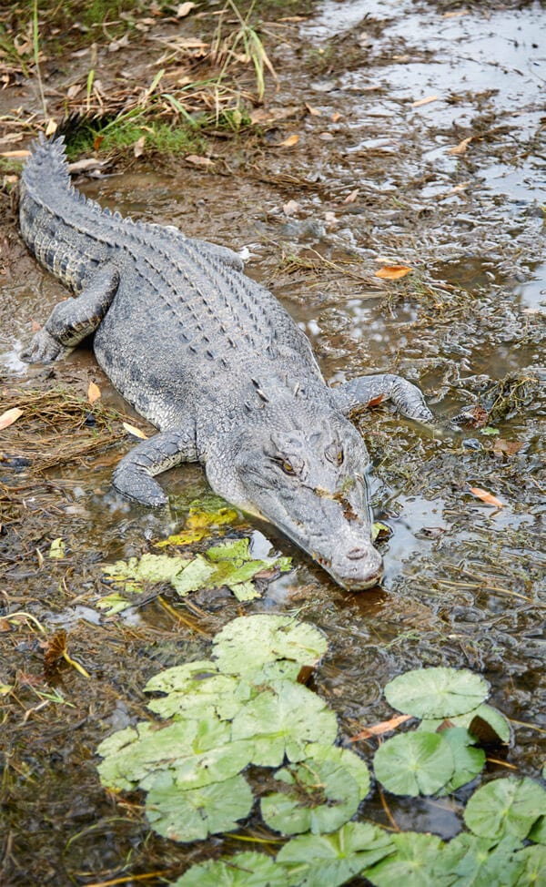 What To Expect From These Top End Safaris - Australian Traveller