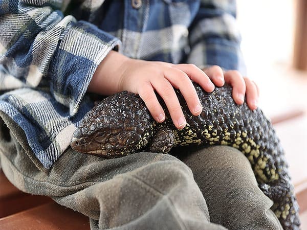 Reptile show at Raptor domain