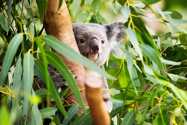 Koala on Magnetic Island