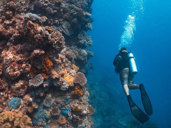 Situs Menyelam di Great Barrier Reef