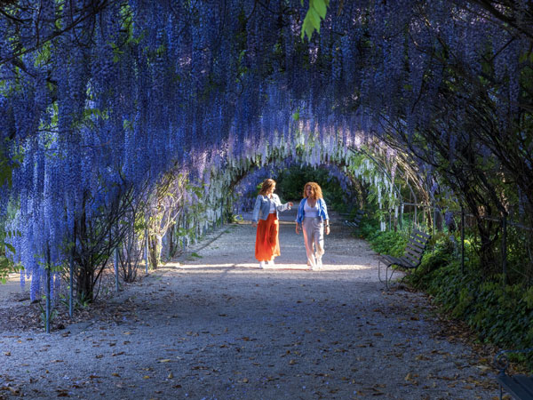 two women walking under a lavender tunnel at Adelaide Botanic Garden