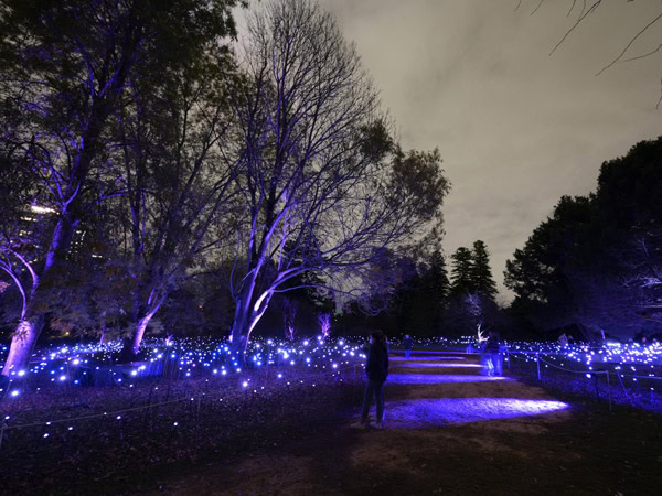 a light display at Illuminate Adelaide