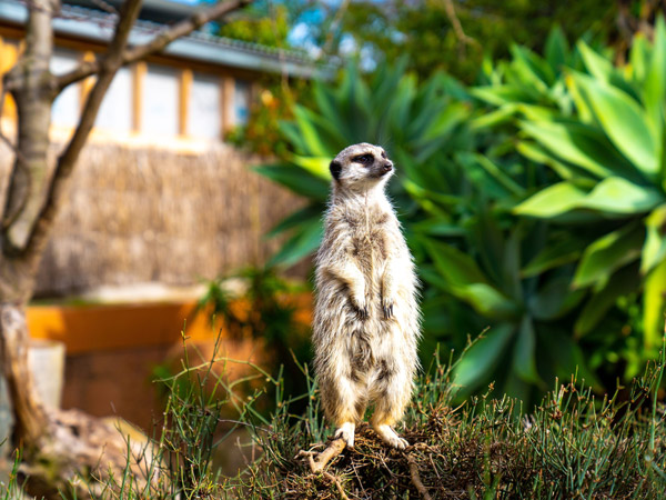 a meerkat at Melbourne Zoo