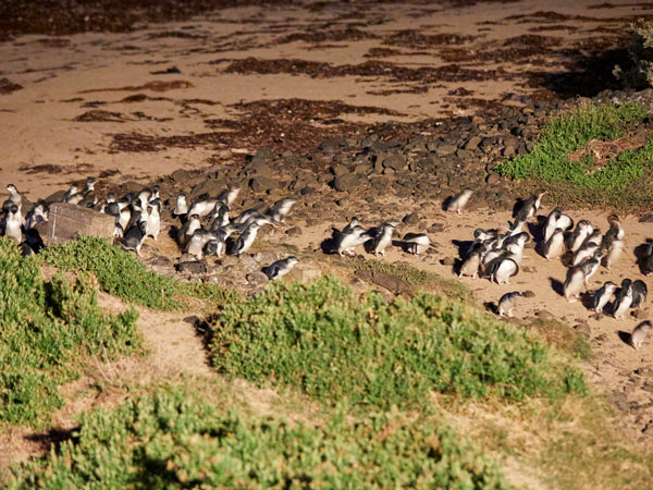 penguins on Phillip Island