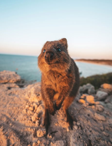 quokka rottnest island