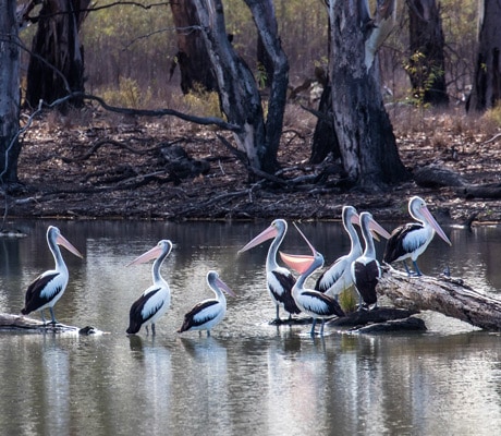 Murray river walk pelicans