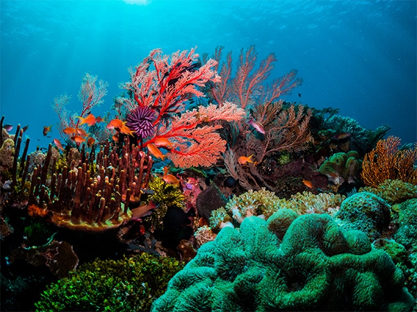 Great Barrier Reef underwater