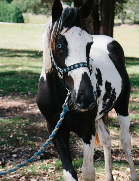eden equine bilpin