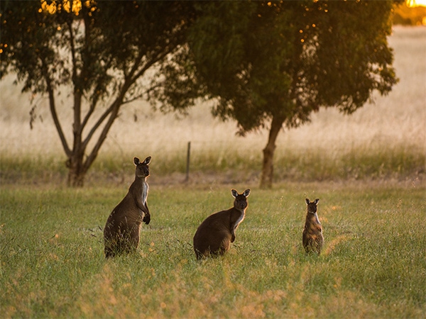 Revisit Kangaroo Island