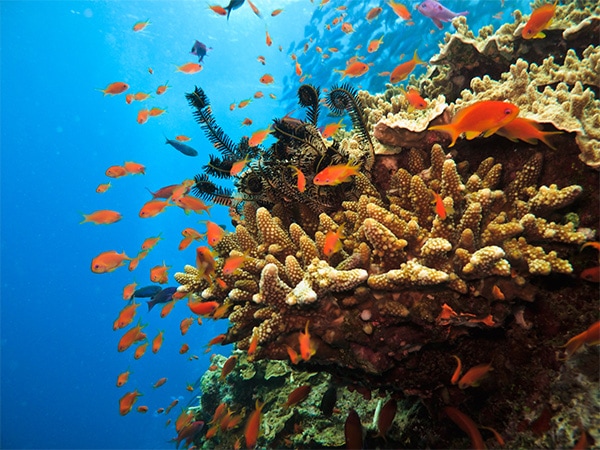 Flynn Reef