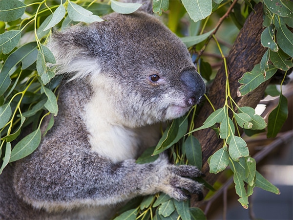 Visit the Port Macquarie Koala Hospital and towns of the Mid North Coast