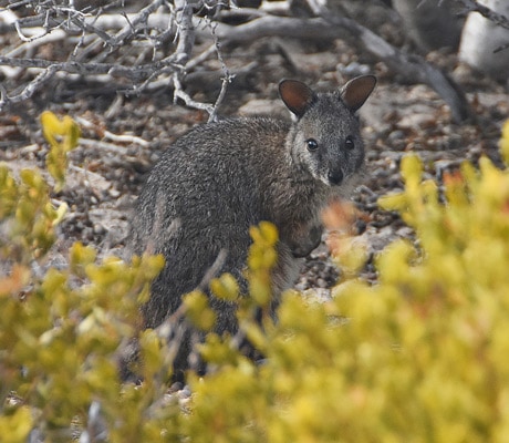 tammar wallabies abrolhos