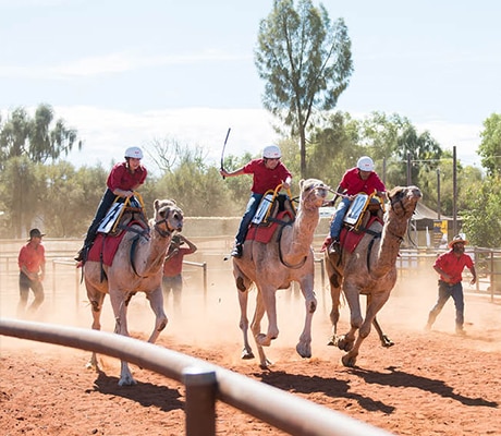 The Apex Camel Cup