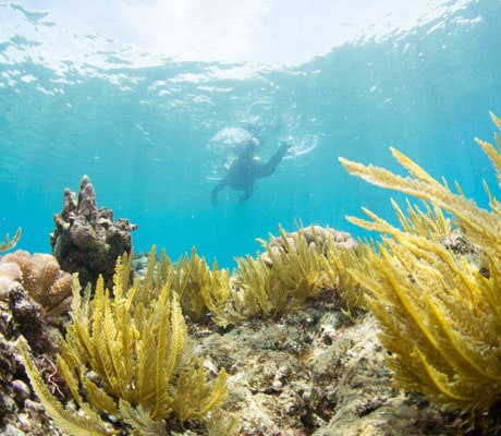 snorkel great barrier reef