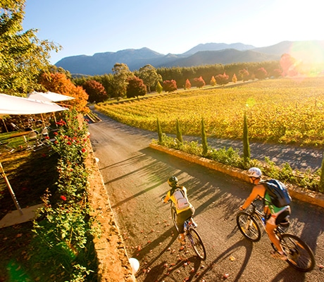 Feathertop