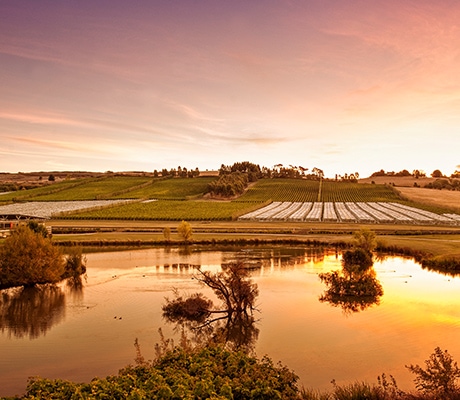 Josef Chromy Wines
