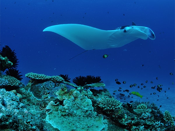 Lady Elliot Island
