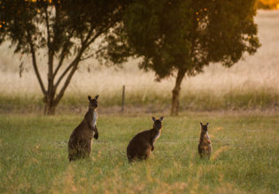 Kangaroo Island South Australia