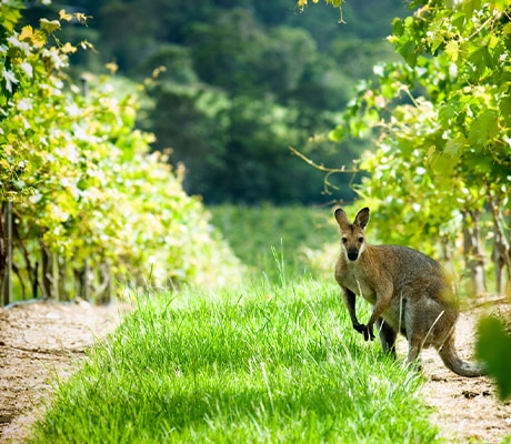 Sirromet Winery, QLD
