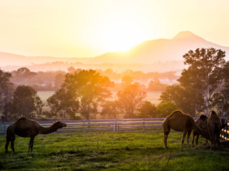 sunrise camel scenic rim