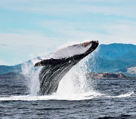 Whale Coffs Coast