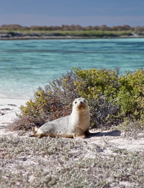 sea lion abrolhos