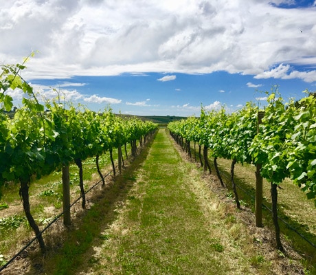 nashdale lane wine orange