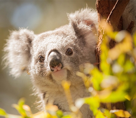Koala close up