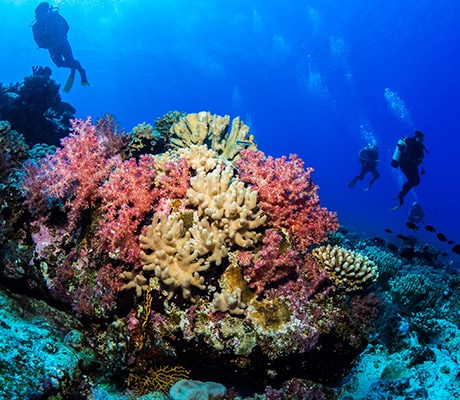 Cocos Keeling snorkelling