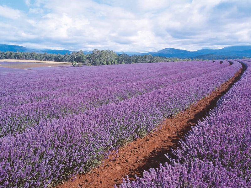 Tasmania lavender feilds