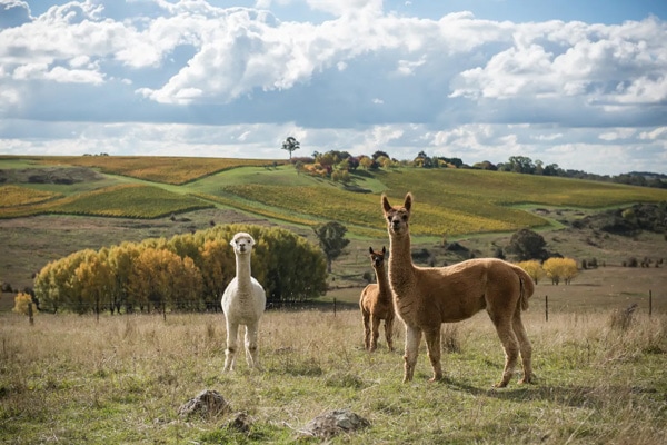 the resident alpacas at Dragonfly Cottages.