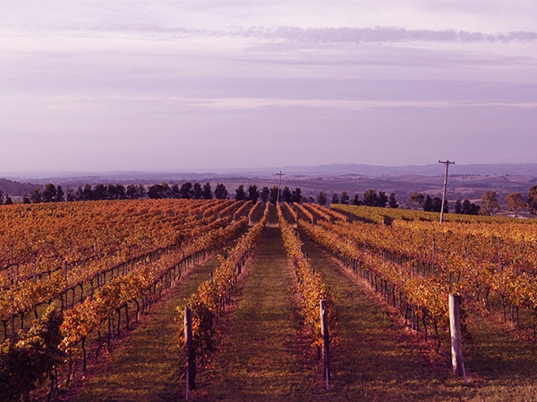De Salis Wines at Lofty Vineyard
