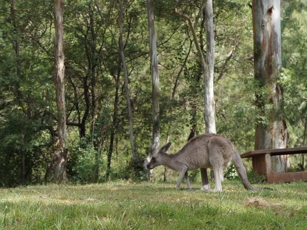 an Eastern Grey Kangaroo in Euroka Campground in Blue Mountains National Park