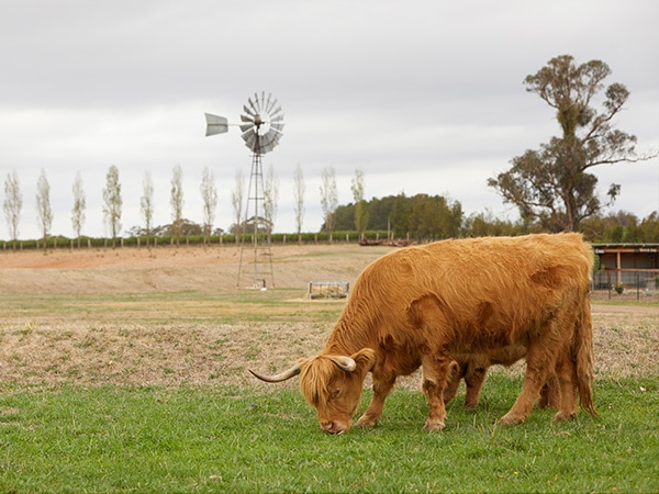 Cow grazing Heifer Station