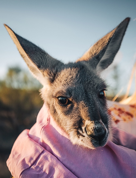 The Kangaroo Sanctuary