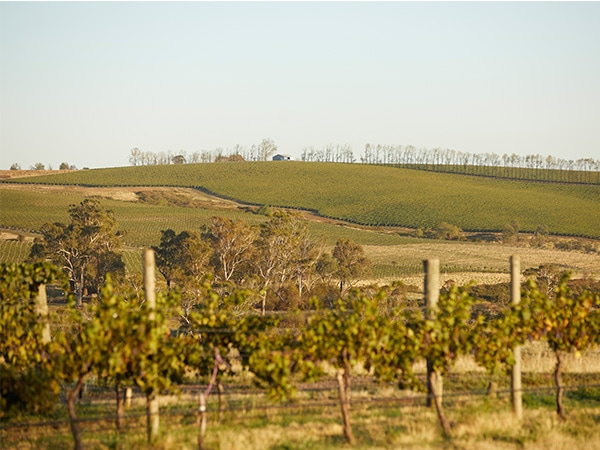 Nashdale Lane Vineyard